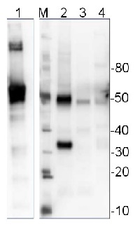 UAGPase | UDP-GlcNAc pyrophosphorylase in the group Antibodies Plant/Algal / Carbohydrates at Agrisera AB (Antibodies for research) (AS14 2829)
